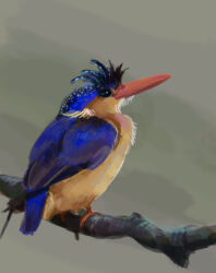 Rule 34 | animal focus, beak, bird, black eyes, blue bird, branch, chinese commentary, commentary request, grey background, kingfisher, no humans, original, simple background, sitting on branch, solid eyes, solo, wu xiao xian