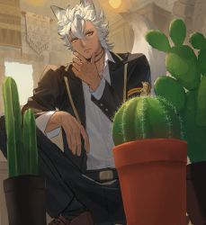 Rule 34 | 1boy, animal ears, bad link, belt, belt buckle, black jacket, black pants, brown footwear, buckle, cactus, choker, chorefuji, closed mouth, collared shirt, commentary request, flower pot, from below, frown, hair between eyes, hand on own chin, highres, indoors, jack howl, jacket, long sleeves, male focus, pants, plant, potted plant, shirt, shoes, short hair, solo, stroking own chin, tail, thinking, twisted wonderland, white hair, white shirt