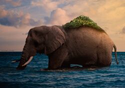 Rule 34 | animal, artist name, aymenpark, cloud, cloudy sky, elephant, from side, island, ocean, one piece, outdoors, photoshop (medium), realistic, sky, solo, standing, sunset, water, zunesha