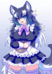 Rule 34 | animal ears, apron, black hair, dress, fang, frilled dress, frills, grey wolf (kemono friends), heterochromia, highres, kemono friends, maid, maid apron, multicolored hair, tail, thighhighs, two-tone hair, white hair, wolf ears, wolf girl, wolf tail