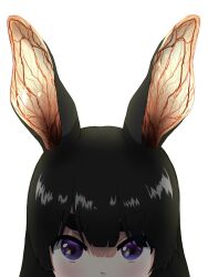 Rule 34 | 1girl, animal ears, black hair, blush, commentary request, ear focus, highres, kemonomimi mode, long hair, looking at viewer, miwa (misui7d), mouth out of frame, nijisanji, portrait, purple eyes, rabbit ears, simple background, solo, straight-on, thick eyebrows, tsukino mito, veins, virtual youtuber, white background