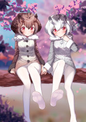 Rule 34 | 10s, 2girls, bad id, bad pixiv id, black hair, blurry, blush, brown hair, cherry blossoms, closed mouth, coat, day, depth of field, eurasian eagle owl (kemono friends), feet, frown, fur collar, hair between eyes, head tilt, holding hands, in tree, kemono friends, long sleeves, looking at viewer, looking away, multicolored hair, multiple girls, no shoes, northern white-faced owl (kemono friends), outdoors, pantyhose, petals, red eyes, rokuroku (xd p), sitting, soles, toes, tree, two-tone hair, white hair, white legwear, yuri