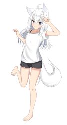 Rule 34 | &gt;:), 1girl, absurdres, ahoge, animal ear fluff, animal ears, arm up, bandaid, bandaid on cheek, bandaid on face, barefoot, black shorts, blue eyes, closed mouth, collarbone, commentary request, fox ears, fox girl, fox tail, full body, hair between eyes, highres, kuronagi (mitora uwu), looking at viewer, original, shirt, short shorts, short sleeves, shorts, simple background, smile, solo, standing, standing on one leg, tail, v, v-shaped eyebrows, white background, white hair, white shirt
