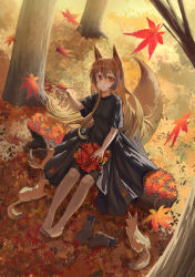 Rule 34 | 1girl, absurdres, animal, animal ears, autumn, autumn leaves, barefoot, black dress, brown hair, commentary request, day, dress, fox, fox ears, fox girl, fox tail, hair between eyes, hand up, highres, leaf, log, maple leaf, original, outdoors, parted lips, red eyes, short sleeves, silvertsuki, sitting, solo, tail