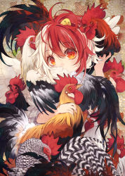 Rule 34 | 1girl, animal, animal on head, bird, bird wings, chick, chicken, close-up, commentary request, covered mouth, feathered wings, head tilt, highres, looking at viewer, medium hair, multicolored hair, niwatari kutaka, on head, red eyes, red hair, rooster, touhou, toutenkou, two-tone hair, upper body, white hair, white wings, wings