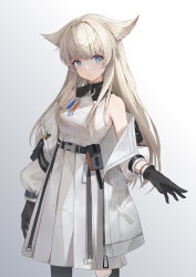 Rule 34 | 1girl, animal ears, arknights, arknights: endfield, bare shoulders, belt, black belt, black gloves, black legwear, blue eyes, breasts, cat ears, commentary, cowboy shot, dress, ercian, gloves, gradient background, grey background, highres, jacket, long hair, long sleeves, looking at viewer, medium breasts, off shoulder, open clothes, open jacket, perlica (arknights), pouch, solo, standing, white background, white dress, white hair, white jacket