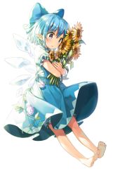 Rule 34 | 1girl, bad id, bad pixiv id, barefoot, blue bow, blue dress, blue eyes, blue hair, blush, bow, cirno, dress, feet, flower, full body, hair bow, holding, holding flower, ice, ice wings, parted lips, pointy ears, revision, shnva, short hair, simple background, solo, sunflower, touhou, white background, wings