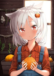 Rule 34 | 1girl, ame., animal ears, azur lane, blush, closed mouth, collared shirt, commentary request, day, food, food-themed hair ornament, food request, garlic, hair between eyes, hair ornament, head tilt, highres, holding, holding food, indoors, long hair, looking at viewer, montpelier (azur lane), orange skirt, overalls, plaid, plaid skirt, pumpkin, pumpkin hair ornament, red eyes, shirt, silver hair, skirt, solo, sunlight, upper body, window