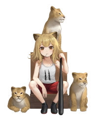 Rule 34 | 1girl, animal, animal ears, arknights, baseball bat, black footwear, blonde hair, candy, child, collarbone, commentary request, food, hair between eyes, highres, lion, lion ears, lion girl, lion tail, lollipop, looking at viewer, medium hair, nhaliz, orange eyes, red shorts, shorts, siege (arknights), simple background, sitting, solo, tail, tank top, white tank top, aged down