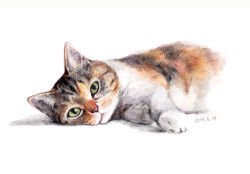 Rule 34 | absurdres, animal focus, cat, colored pencil (medium), dated, green eyes, highres, looking at viewer, lying, mojacookie, no humans, on side, original, shadow, simple background, traditional media, watercolor pencil (medium), white background
