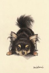 Rule 34 | animal, animal focus, chihuahua, closed mouth, colored pencil (medium), commentary request, dog, grey eyes, highres, looking at viewer, midori (user rfup2354), no humans, original, shadow, signature, simple background, traditional media, white background