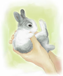 Rule 34 | animal, animal focus, from side, holding, holding animal, out of frame, pet, rabbit, re:i, realistic, solo focus