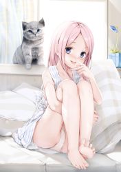 Rule 34 | 1girl, :p, an-telin, barefoot, blue eyes, blush, cat, collarbone, copyright request, couch, curtains, dorsiflexion, dress, feet, flower, highres, indoors, legs, long hair, looking at viewer, panties, pantyshot, pillow, pink hair, sitting, soles, solo, striped clothes, striped dress, striped pillow, toenails, toes, tongue, tongue out, underwear, vertical-striped clothes, vertical-striped dress, white panties