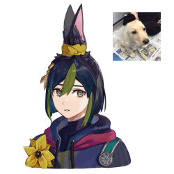 Rule 34 | 1boy, animal ear fluff, animal ears, black hair, commentary, dog, flower, fox, fox boy, fox ears, genshin impact, golden retriever, gradient hair, green eyes, green hair, hair between eyes, hannilem, highres, hood, hoodie, light frown, looking at viewer, male focus, medal, multicolored hair, photo-referenced, photo inset, real life, signature, simple background, solo, tied ears, tighnari (genshin impact), twitter username, unamused, white background, yellow flower