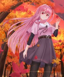 Rule 34 | 1girl, absurdres, autumn leaves, belt, black pantyhose, commentary, falling leaves, forest, from below, glint, hair ribbon, hand up, highres, kotonoha akane, leaf, lens flare, long hair, looking at viewer, maple leaf, nature, outdoors, pantyhose, pink hair, pink shirt, purple skirt, red eyes, red sky, ribbon, shirt, shirua (s4-42424), short sleeves, sidelocks, skirt, sky, smile, solo, sparkle, tree, twilight, very long hair, voiceroid