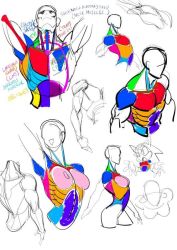 Rule 34 | breasts, how to, multiple views, muscular, sketch, sonic (series), tagme, watatanza, white background