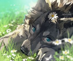 animal animal_focus blue_eyes commentary_request daisy flower green_background highres looking_at_viewer mixed-language_commentary no_humans original outdoors white_flower wintom wolf