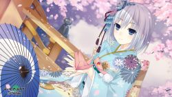 Rule 34 | blue eyes, cherry blossoms, date a live, date a live: spirit pledge, falling petals, fence, hair between eyes, highres, japanese clothes, kimono, petals, silver hair, tagme, tobiichi origami, umbrella, wooden fence