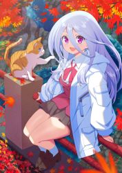 Rule 34 | 1girl, :d, animal, autumn, autumn leaves, blazer, bow, bowtie, cat, day, falling leaves, full body, hair between eyes, highres, jacket, kneehighs, leaf, loafers, long hair, looking at viewer, open mouth, original, outdoors, pleated skirt, purple eyes, school uniform, shoes, silver hair, sitting, skirt, smile, socks, somasoutaro