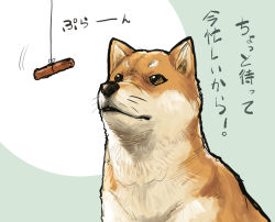 Rule 34 | aaru (tenrake chaya), animal, animal focus, brown eyes, closed mouth, food, meat, no humans, shiba inu, simple background, text focus, thread, translation request, two-tone background, upper body, whiskers