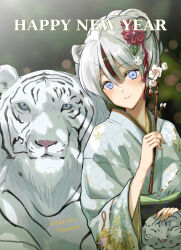 Rule 34 | 1girl, animal, animal ears, blue eyes, blurry, blurry background, blush, branch, brown eyes, chinese zodiac, closed mouth, commentary request, dated, depth of field, flower, grey kimono, hair between eyes, hair flower, hair ornament, happy new year, holding, holding branch, japanese clothes, kimono, kuzumochi (kuzumochiya), long sleeves, multicolored hair, new year, obi, original, red flower, sash, signature, smile, solo, streaked hair, tiger, tiger ears, white flower, white tiger, wide sleeves, year of the tiger