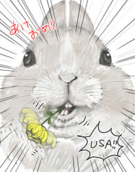 Rule 34 | afterimage, akeome, animal, close-up, emphasis lines, flower, happy new year, mouth hold, new year, no humans, rabbit, rabbit (chinese zodiac), simple background, solo, white background