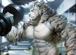 Rule 34 | 1boy, animal ears, arknights, bara, biceps, blue eyes, dumbbell, exercising, furry, furry male, gym, highres, large pectorals, male focus, mountain (arknights), nude, pectorals, scar, scar across eye, scar on arm, scar on face, short hair, solo, sweat, tiger, tiger boy, tiger ears, upper body, wai xi, weightlifting, white fur, white hair, white tiger