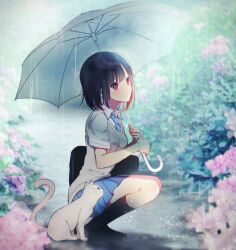 1girl animal bag bang_dream! black_footwear black_hair black_socks blue_necktie blue_skirt cat closed_mouth collared_shirt day flower full_body holding holding_umbrella loafers mitake_ran mizukikushou multicolored_hair necktie outdoors pink_flower pleated_skirt rain red_eyes red_hair school_bag school_uniform shirt shoes short_sleeves skirt socks solo squatting streaked_hair sweater_vest umbrella white_cat white_shirt white_umbrella