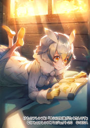 Rule 34 | 1girl, bird girl, bird tail, bird wings, blonde hair, book, bug, butterfly, coat, commentary request, fur collar, gloves, grey hair, hair between eyes, hasumikaoru, head wings, insect, kemono friends, kemono friends 3, light rays, long sleeves, multicolored hair, northern white-faced owl (kemono friends), official art, on bed, owl ears, owl girl, pantyhose, reading, short hair, solo, sunbeam, sunlight, tail, white coat, white fur, white hair, white pantyhose, wings, winter clothes, yellow eyes, yellow footwear, yellow gloves