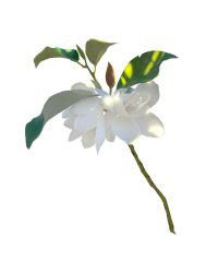 Rule 34 | flower, highres, no humans, original, sara (srsrmrmr), simple background, white background, white flower