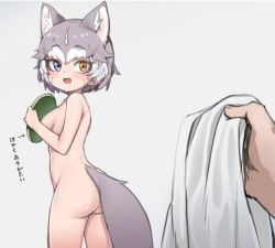 Rule 34 | 1girl, :d, animal ear fluff, animal ears, ass, blue eyes, breasts, commentary, completely nude, dog (mixed breed) (kemono friends), dog ears, dog tail, extra ears, fang, frisbee, grey hair, heterochromia, holding, holding towel, kemono friends, looking back, medium breasts, multicolored hair, nude, nyifu, open mouth, orange eyes, pov, pov hands, short hair, simple background, smile, solo focus, tail, towel, two-tone hair, water drop, wet, white hair