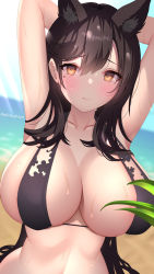 Rule 34 | 1girl, akira shiun, animal ears, armpits, arms up, atago (azur lane), atago (summer march) (azur lane), azur lane, beach, bikini, black bikini, black hair, blurry, blurry background, blush, breasts, collarbone, day, dog ears, extra ears, hair between eyes, highres, large breasts, leaf, long hair, looking at viewer, mole, mole under eye, nipple slip, nipples, official alternate costume, sky, solo, swept bangs, swimsuit, twitter username