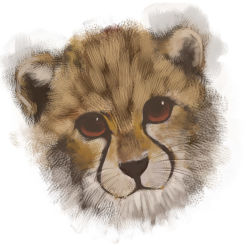 Rule 34 | animal, animal focus, body fur, cheetah, no humans, original, simple background, sketch, yukihiro