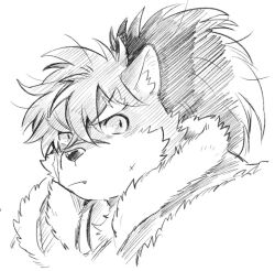 Rule 34 | 1boy, animal ears, animal nose, bara, closed mouth, colored sclera, commentary, dog boy, dog ears, facial scar, fang, fang out, fur trim, furry, furry male, fuyodo, greyscale, hair between eyes, hatching (texture), high ponytail, linear hatching, long hair, looking to the side, male focus, messy hair, monochrome, portrait, scar, scar on cheek, scar on face, scar on nose, shino (housamo), simple background, solo, thick eyebrows, tokyo houkago summoners, white background