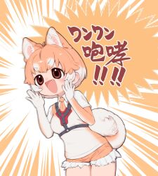 Rule 34 | 1girl, animal ears, brown background, brown eyes, brown hair, cardigan, dog (shiba inu) (kemono friends), dog ears, dog girl, dog tail, elbow gloves, extra ears, gloves, highres, kemono friends, necktie, notora, open mouth, shirt, short hair, shorts, simple background, solo, tail, translation request