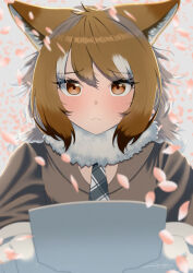 Rule 34 | 1girl, absurdres, animal ear fluff, animal ears, arfox10, blurry, blurry foreground, blush, brown eyes, brown hair, checkered necktie, cherry blossoms, closed mouth, commentary request, confession, envelope, fang, fang out, fur collar, furrowed brow, gloves, grey background, grey hair, hair between eyes, highres, holding, holding envelope, italian wolf (kemono friends), jacket, kemono friends, light blush, long hair, long sleeves, looking at viewer, multicolored hair, necktie, nervous, petals, plaid necktie, sidelocks, signature, simple background, skin fang, solo, swept bangs, upper body, white gloves, wolf ears, wolf girl