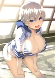 Rule 34 | 1girl, bikini, blue eyes, blurry, blush, breasts, cleavage, collarbone, commentary request, cowboy shot, depth of field, fang, front-tie top, hair between eyes, highres, hijiki meshi, hood, hooded track jacket, indoors, jacket, large breasts, leaning forward, looking at viewer, open clothes, open jacket, open mouth, pool, pool ladder, poolside, rei no pool, short hair, side-tie bikini bottom, silver hair, skin fang, solo, striped bikini, striped clothes, sunlight, sweat, swimsuit, thighs, track jacket, two-tone bikini, uzaki-chan wa asobitai!, uzaki hana