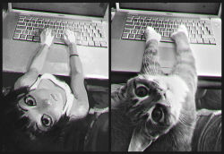 Rule 34 | 1girl, cat, chromatic aberration, computer, from above, gloves, greyscale, ilya kuvshinov, laptop, looking at viewer, looking up, macbook, monochrome, original, personification, solo, tank top