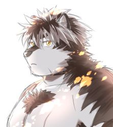 Rule 34 | 1boy, animal ears, backlighting, bara, chest hair, furry, furry male, grey fur, grey hair, horkeu kamui, large pectorals, male focus, multicolored hair, muscular, muscular male, no headwear, nude, pectorals, scar, scar on chest, short hair, solo, tokyo houkago summoners, two-tone fur, two-tone hair, upper body, white background, white fur, wolf boy, wolf ears, yanutorie, yellow eyes