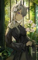 Rule 34 | 1girl, animal ears, arknights, black dress, breasts, dress, flower, green hairband, grey hair, hair flower, hair ornament, hairband, heavyrain (arknights), heavyrain (tranquil moss) (arknights), highres, holding, holding flower, horse ears, lch, long hair, long sleeves, official alternate costume, plant, purple hair, revision, small breasts, solo, upper body, white flower