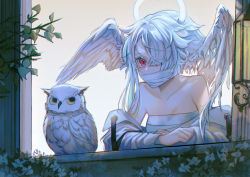 Rule 34 | 1girl, angel wings, bad id, bad pixiv id, bandage on face, bandages, bare shoulders, bird, chest sarashi, commentary request, covered mouth, feathered wings, from outside, fuyuumikou, hair over one eye, head wings, highres, long hair, long sleeves, looking away, original, owl, plant, red eyes, sarashi, solo, upper body, white hair, window, wings