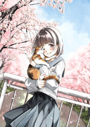 Rule 34 | 1girl, animal, blue sailor collar, blue skirt, blurry, blurry background, blush, brown hair, cat, cherry blossoms, commentary, commentary request, cowboy shot, day, dutch angle, english commentary, falling petals, highres, holding, holding animal, holding cat, long sleeves, looking at viewer, mixed-language commentary, one eye closed, original, outdoors, petals, pleated skirt, puffy sleeves, railing, red eyes, sailor collar, school uniform, serafuku, shirt, short hair, sidelocks, signature, skirt, smile, solo, soragane (banisinngurei), spring (season), tree, white serafuku, white shirt
