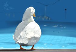 Rule 34 | animal, animal focus, bird, black eyes, closed mouth, commentary request, duck, facing away, full body, izumi keika, no humans, original, outdoors, pool, realistic, signature, solo, standing
