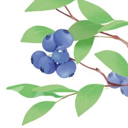 Rule 34 | artist name, bird, blueberry, branch, chai (drawingchisanne), food, fruit, no humans, original, simple background, white background