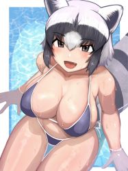 Rule 34 | 1girl, alternate breast size, animal ears, arms at sides, bikini, black eyes, black hair, blush, breasts, collarbone, common raccoon (kemono friends), fang, from above, grey hair, hair between eyes, hand rest, highres, implied extra ears, kemono friends, large breasts, looking at viewer, medium hair, multicolored hair, open mouth, raccoon ears, raccoon girl, raccoon tail, shibori kasu, shiny skin, sidelocks, sitting, skindentation, smile, solo, stomach, swimsuit, tail, thigh gap, water, wet, white hair