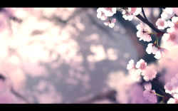 Rule 34 | bad id, bad pixiv id, blurry, blurry background, branch, cherry blossoms, commentary request, dappled sunlight, dise (psychoro), flower, highres, letterboxed, no humans, outdoors, pink flower, scenery, sunlight, touhou