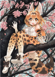 Rule 34 | 10s, 1girl, 2017, animal ears, ankle boots, arm support, blonde hair, boots, bow, bowtie, branch, cat ears, cat tail, cherry blossoms, dated, fang, from below, in tree, kemono friends, looking at viewer, looking down, mosho, orange eyes, painting (medium), serval (kemono friends), serval tail, short hair, signature, sitting, sitting in tree, skirt, smile, solo, tail, traditional media, tree, watercolor (medium), waving