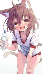Rule 34 | 1girl, :d, alternate costume, animal ear fluff, animal ears, arm support, bare legs, bottle, breasts, brown eyes, brown hair, buruma, cat ears, cat tail, collarbone, cowboy shot, downblouse, drink, fang, gym shirt, gym uniform, hair ornament, hairclip, hand on own knee, highres, holding, holding bottle, holding drink, ikazuchi (kancolle), kantai collection, leaning forward, looking at viewer, nyahu (nyahu 77), open mouth, red buruma, shirt, short hair, simple background, skin fang, small breasts, smile, solo, sweat, t-shirt, tail, tareme, water bottle, white background, white shirt, yellow eyes