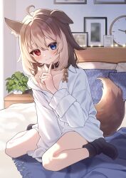 Rule 34 | 1girl, animal collar, animal ear fluff, animal ears, bare legs, bed, between legs, black socks, blue eyes, brown hair, clock, collar, dog ears, dog girl, dog tail, ear down, finger to own chin, full body, hand between legs, hasuki rui, heterochromia, highres, indie virtual youtuber, long sleeves, looking at viewer, medium hair, multicolored hair, off shoulder, on bed, oversized clothes, oversized shirt, partially unbuttoned, picture frame, pillow, plant, potted plant, red eyes, shirt, sitting, sleeves past fingers, sleeves past wrists, socks, tail, toramaru (toramal9831), two-tone hair, virtual youtuber, wall clock, wariza, white shirt