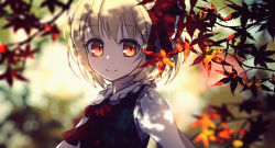 Rule 34 | 1girl, autumn, autumn leaves, bad id, bad pixiv id, black vest, blonde hair, blurry, blurry background, closed mouth, commentary request, dise (psychoro), duplicate, hair ribbon, leaf, long sleeves, looking at viewer, maple leaf, necktie, outdoors, red eyes, red necktie, red ribbon, ribbon, rumia, shirt, short hair, solo, touhou, upper body, vest, white shirt